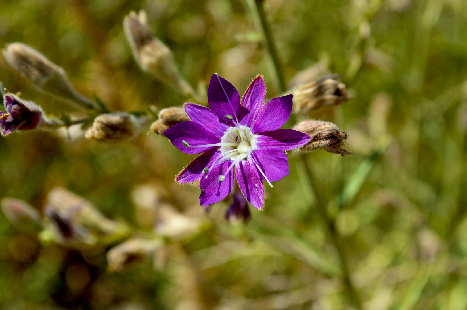 Malesherbia Linearifolia