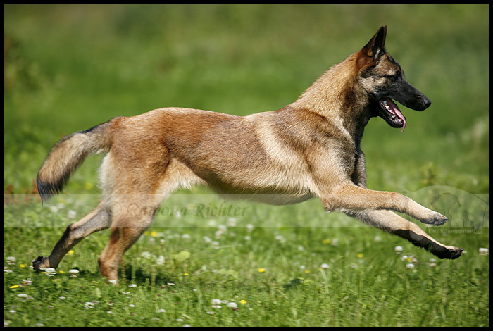 Mali Foto & Bild tiere, haustiere, hunde Bilder auf