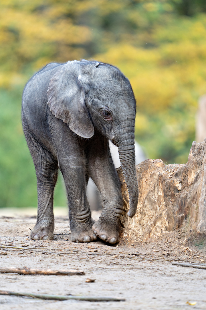 Mali Foto & Bild Bilder auf