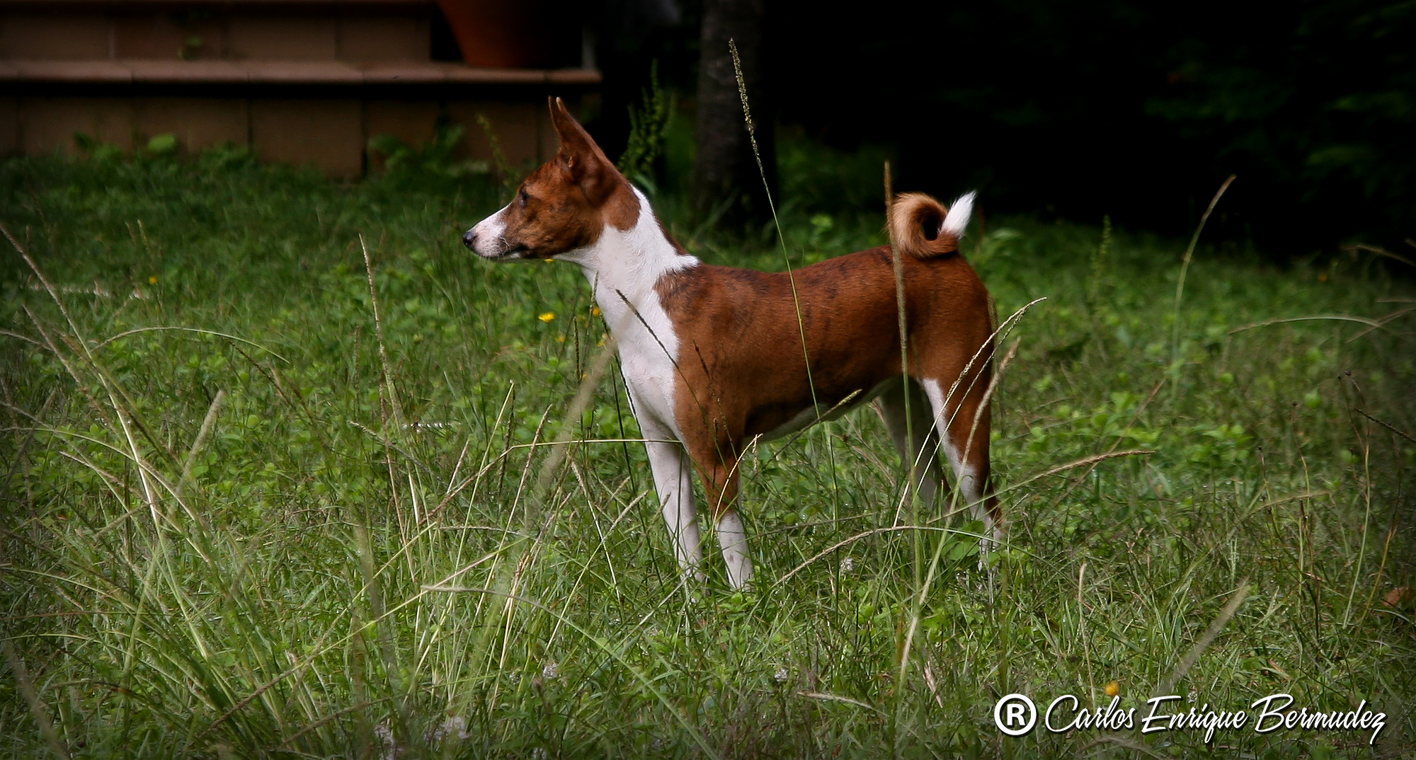 MALI BASENJI