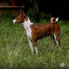 MALI BASENJI