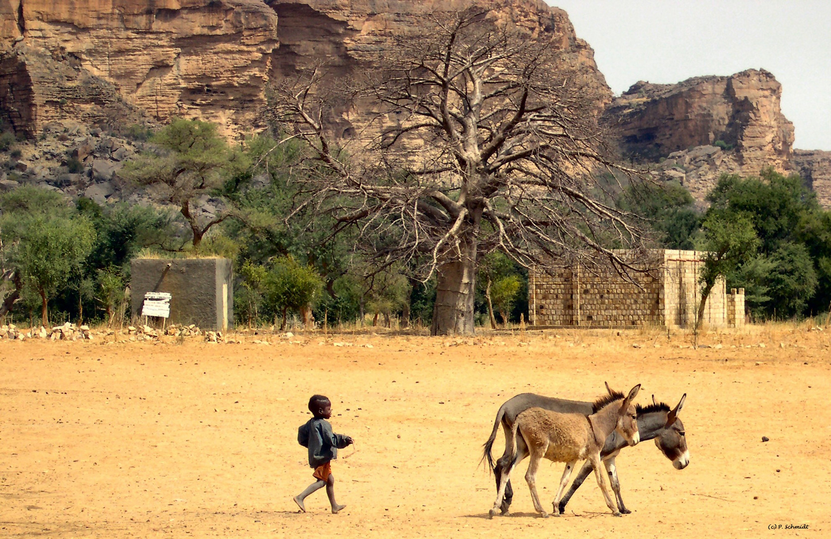 Mali Le retour des ânes