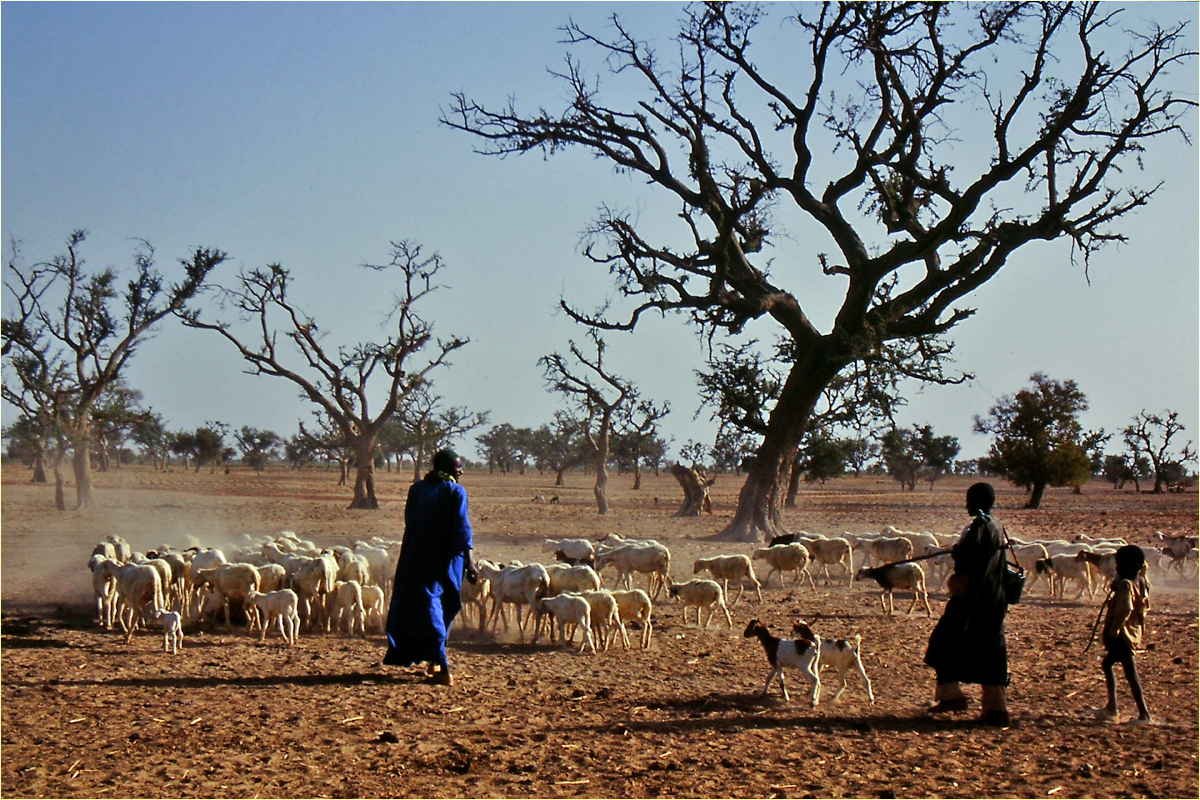 Mali - Menschen,Kultur und Landschaften (216)