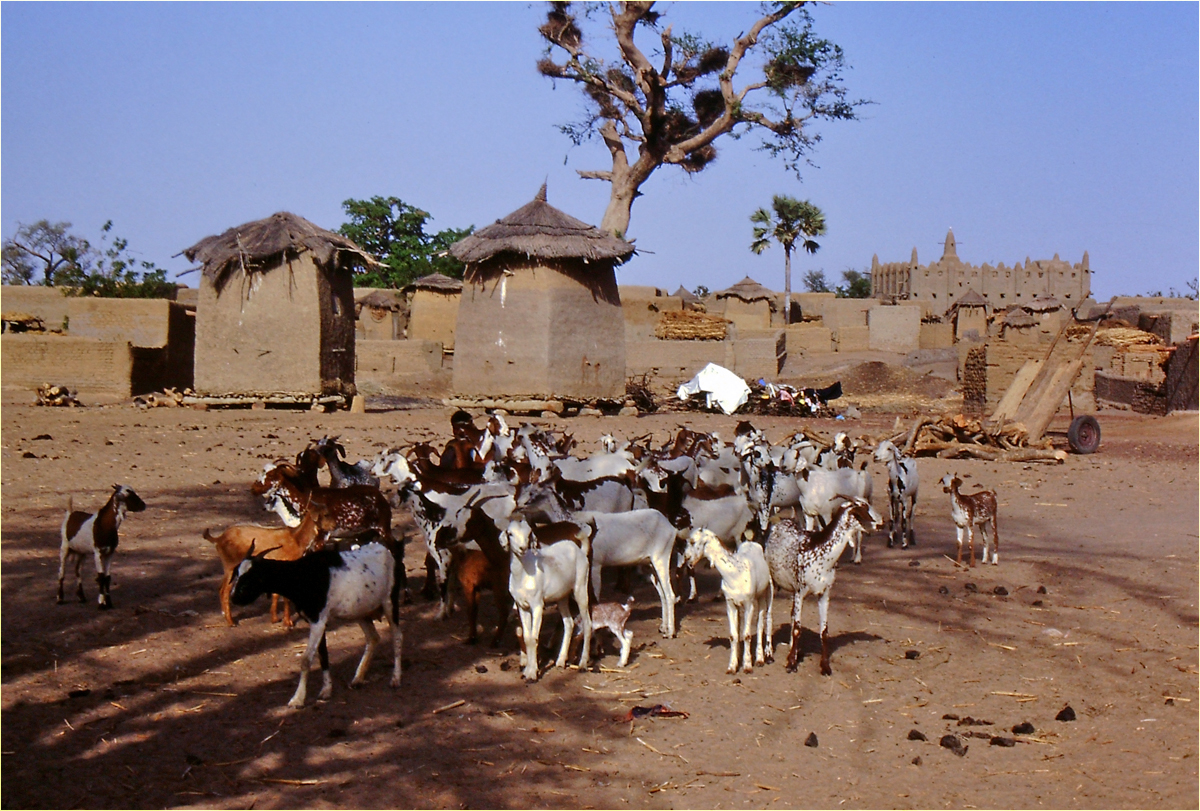 Mali - Menschen,Kultur und Landschaften (218)