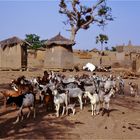 Mali - Menschen,Kultur und Landschaften (218)