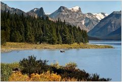 Maligne Lake - Jasper N.P. - Alberta - Kanada