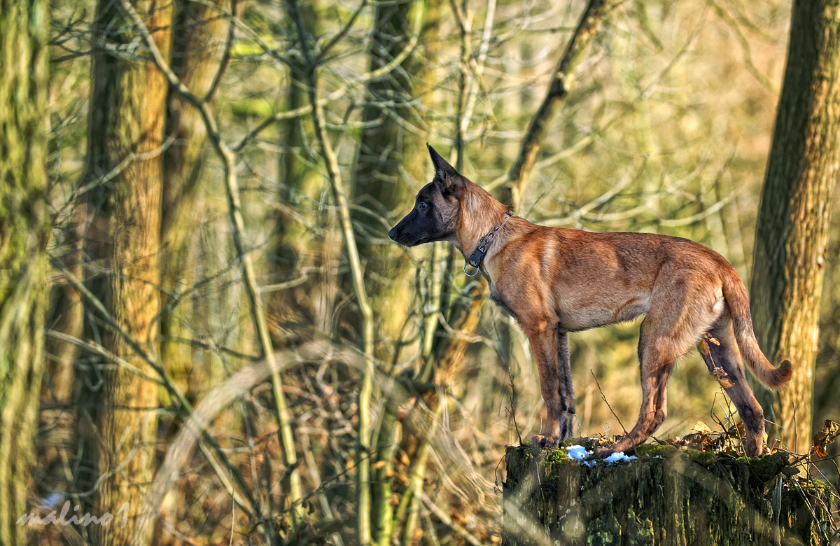 Malimädchen im Märchenwald....