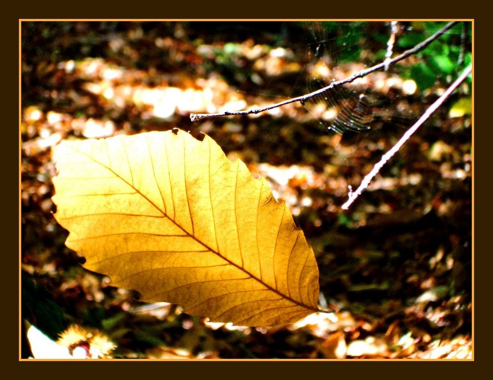 Malinconia d'Autunno