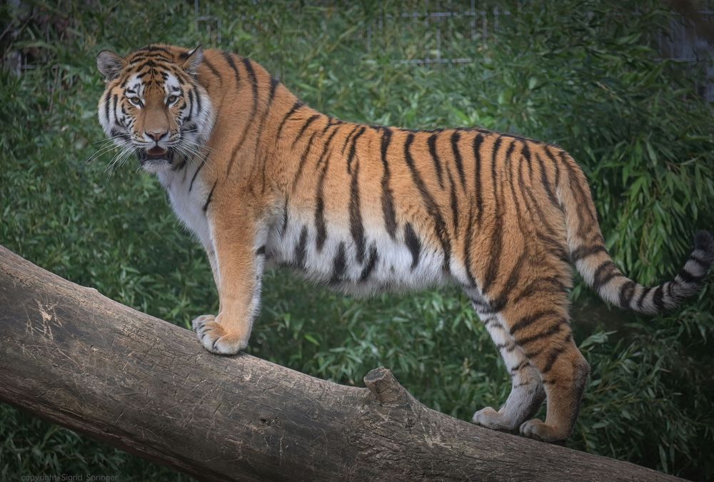 Malinka Foto & Bild fotos, natur, zoo Bilder auf