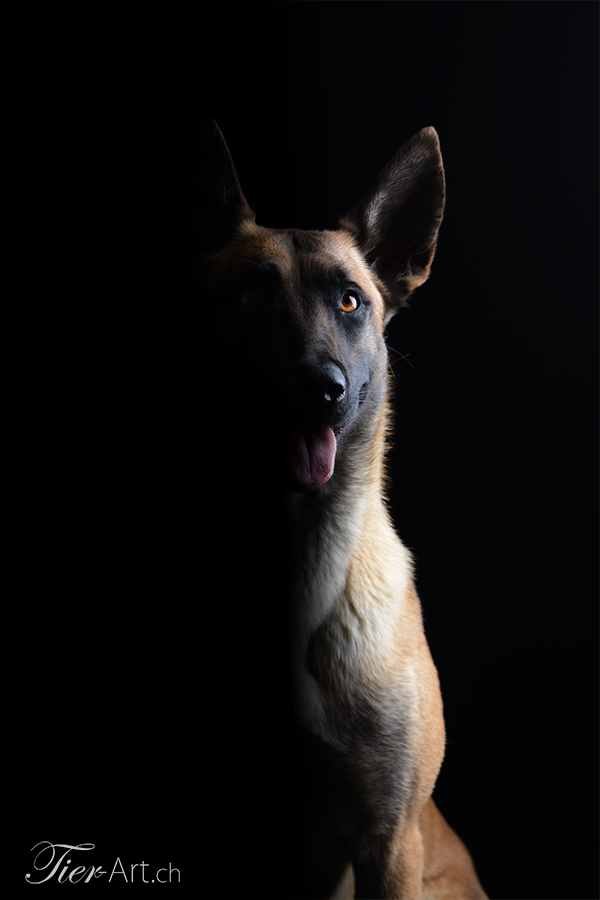 Malinois