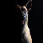 Malinois