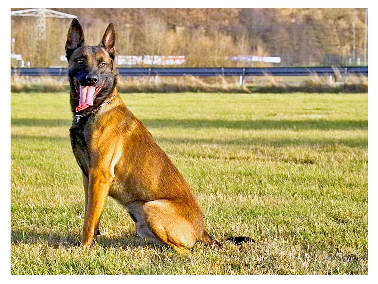 Malinois