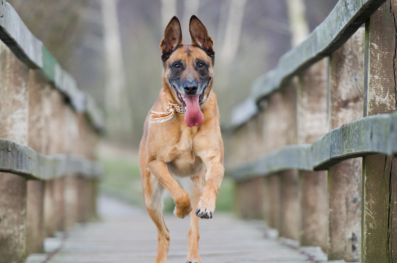 Malinois