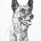 Malinois