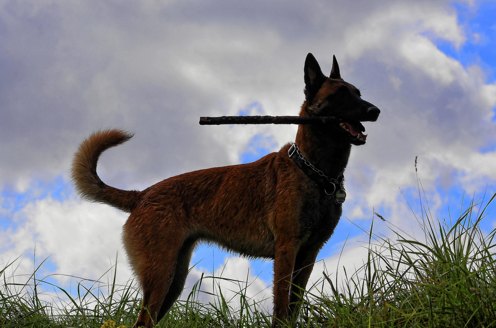 Malinois