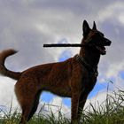 Malinois