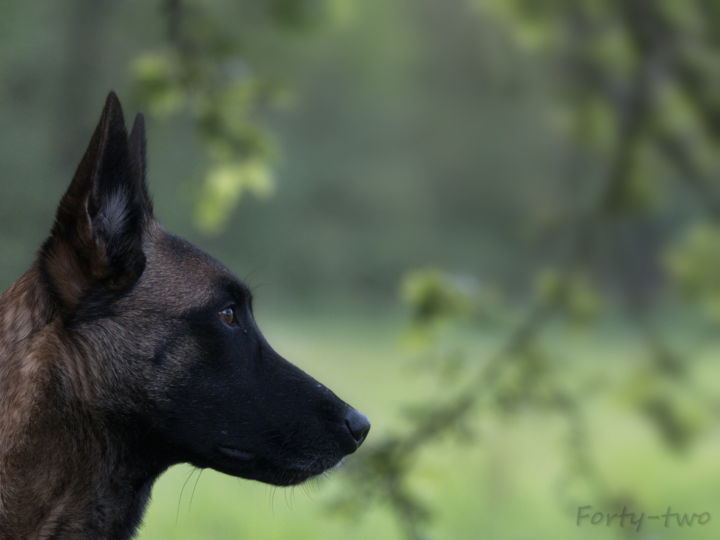 Malinois