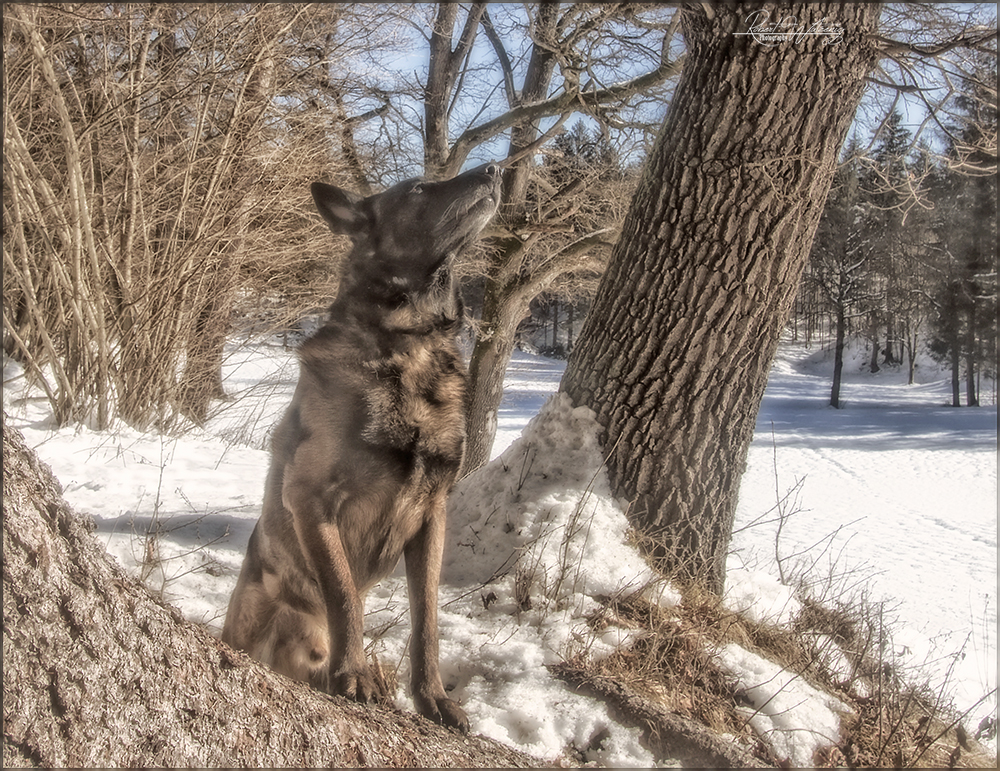 Malinois 