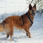 Malinois