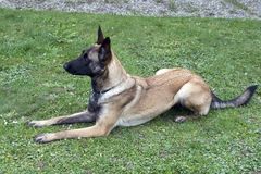 Malinois