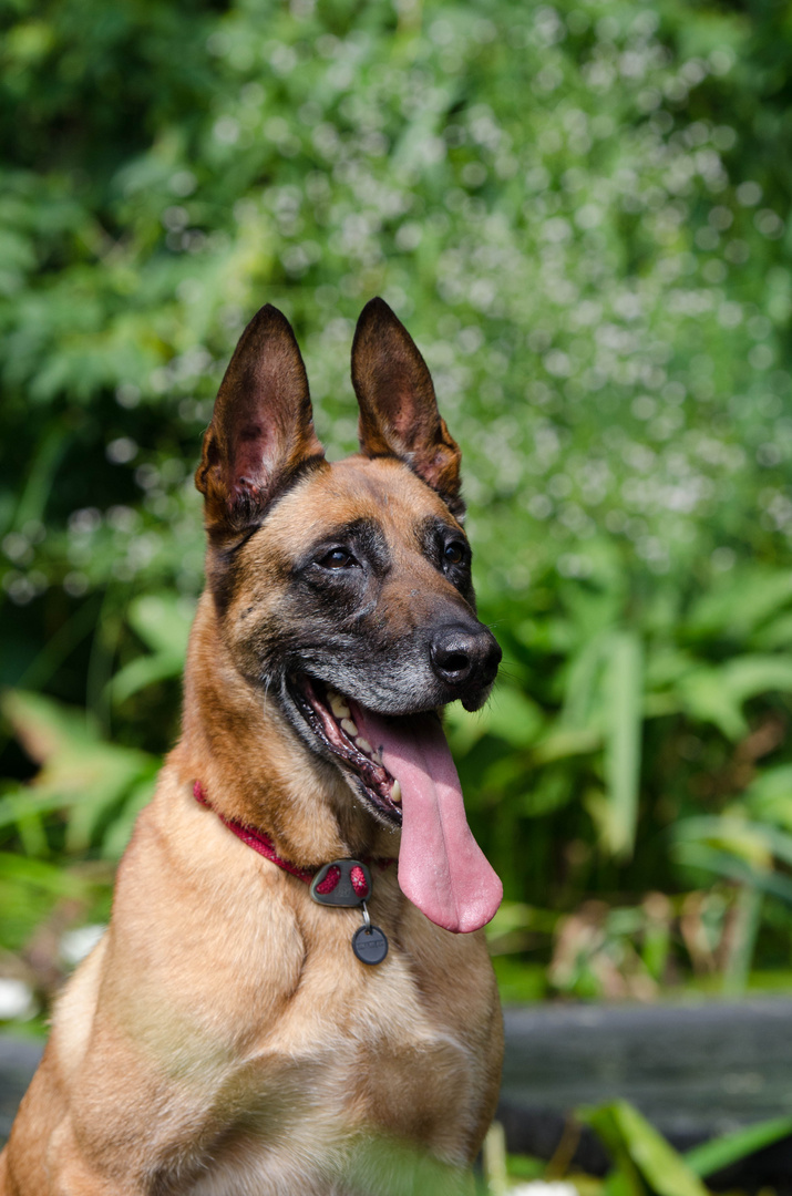 Malinois