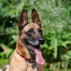 Malinois