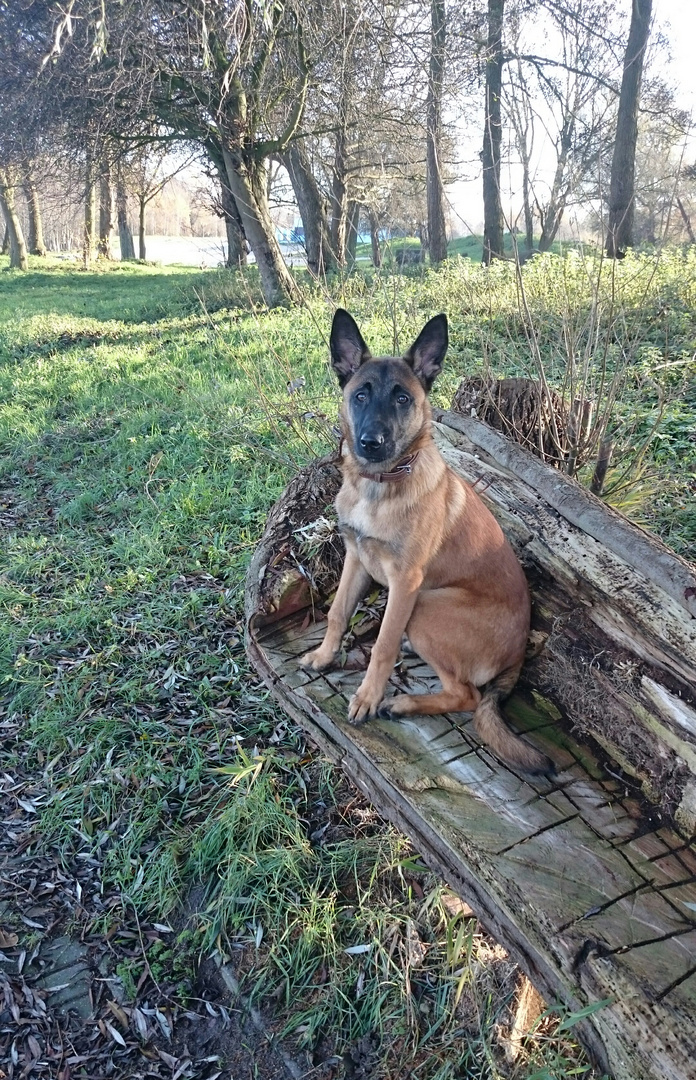 Malinois