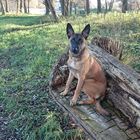 Malinois