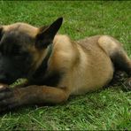 Malinois