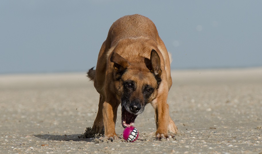 Malinois am Strand