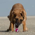 Malinois am Strand