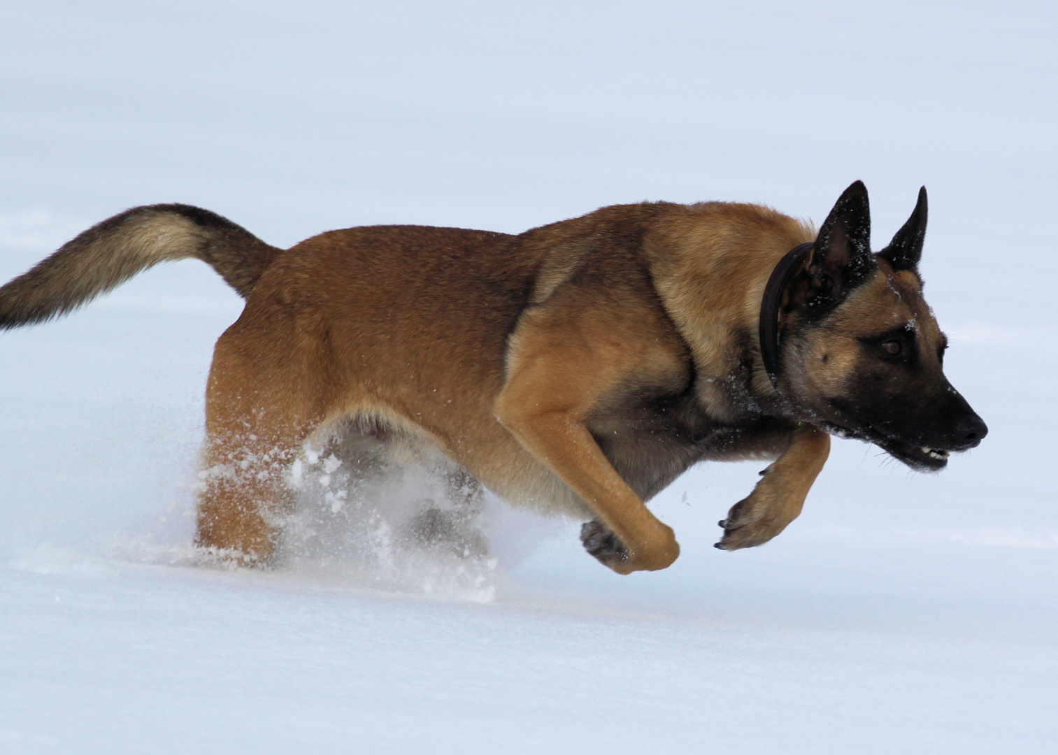 Malinois auf Balljagd