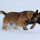 Malinois auf Balljagd