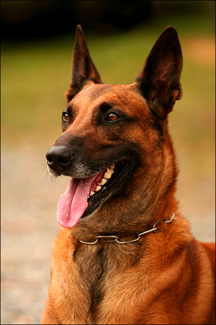 Malinois auf der Deutschen Rettungshundemeisterschaft 07