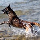 Malinois