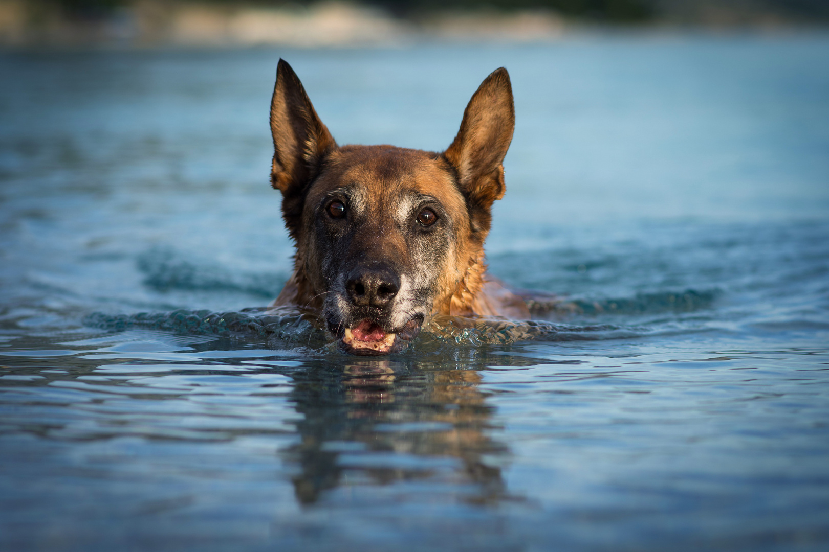 Malinois 