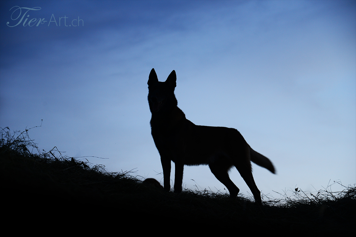 Malinois bei Dämmerung