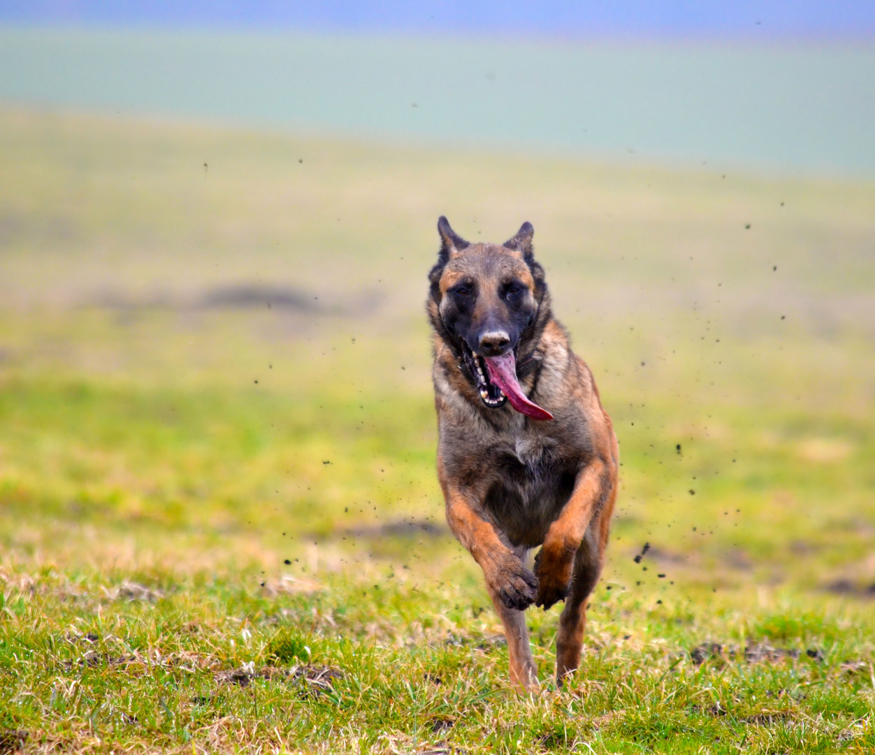 Malinois bei der Arbeit