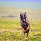 Malinois bei der Arbeit