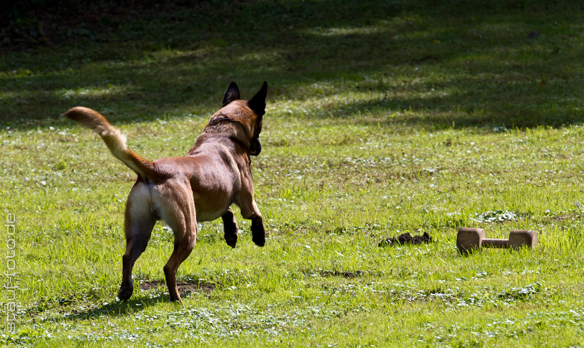 Malinois beim Bringen