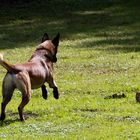 Malinois beim Bringen