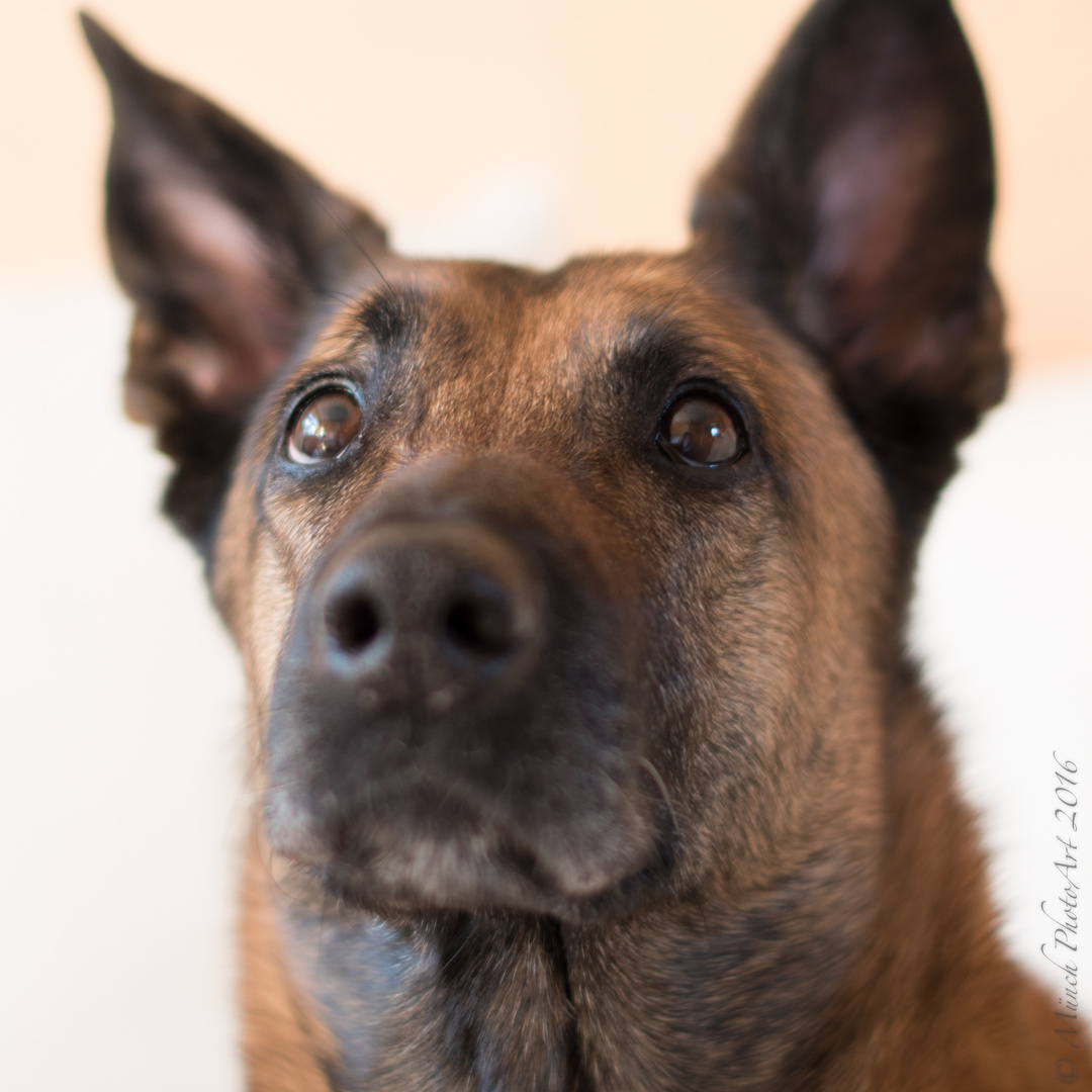 Malinois (Belgischer Schäferhund) Foto & Bild | tiere ...