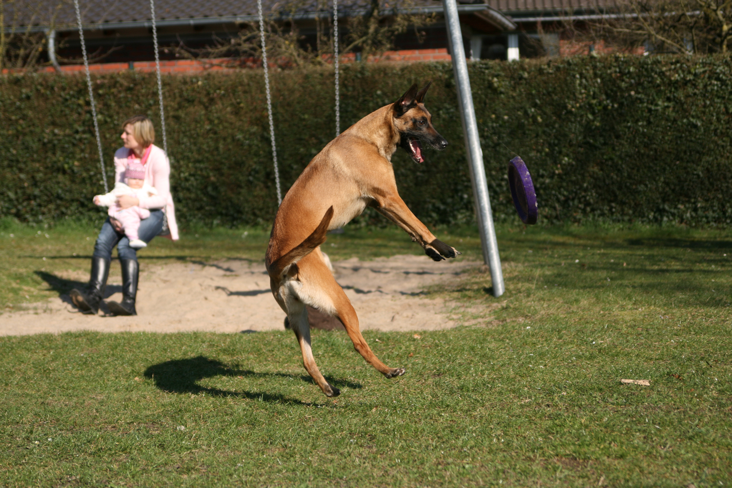 Malinois Caya