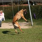 Malinois Caya