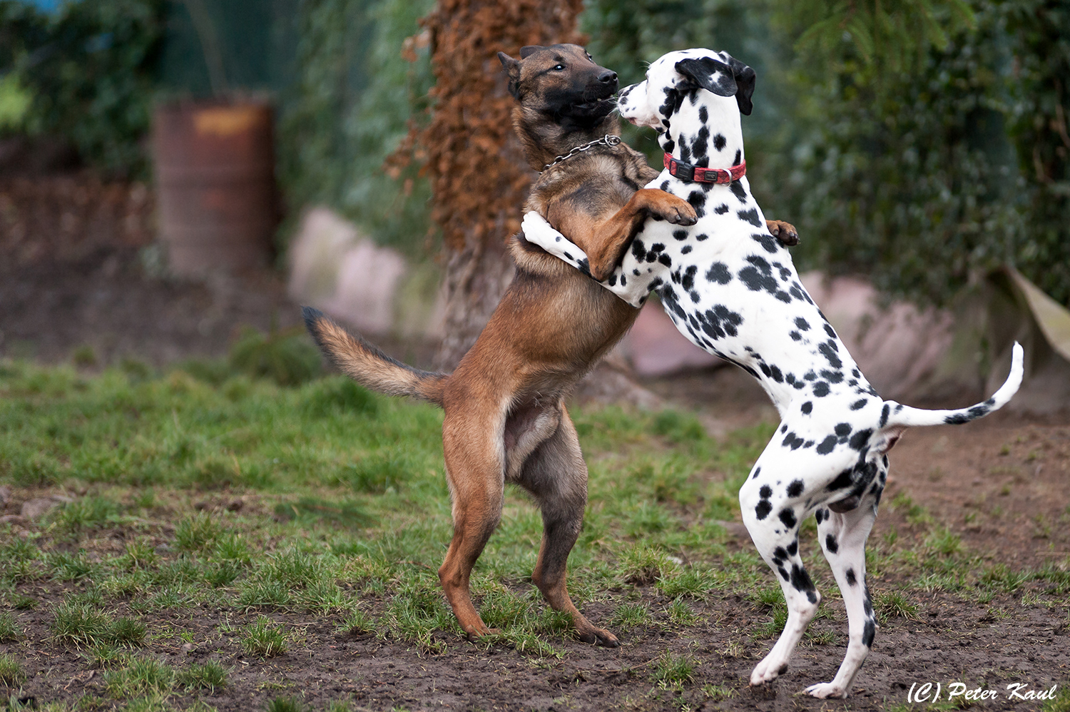 Malinois Chili und der Dalmatiner Jimmy spieln im Garten