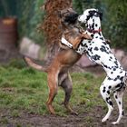 Malinois Chili und der Dalmatiner Jimmy spieln im Garten