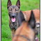 Malinois Chili von Peter Kaul