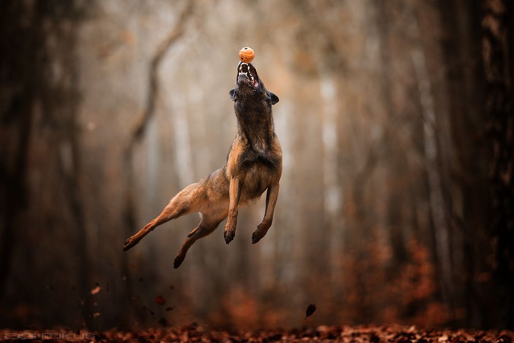 Malinois