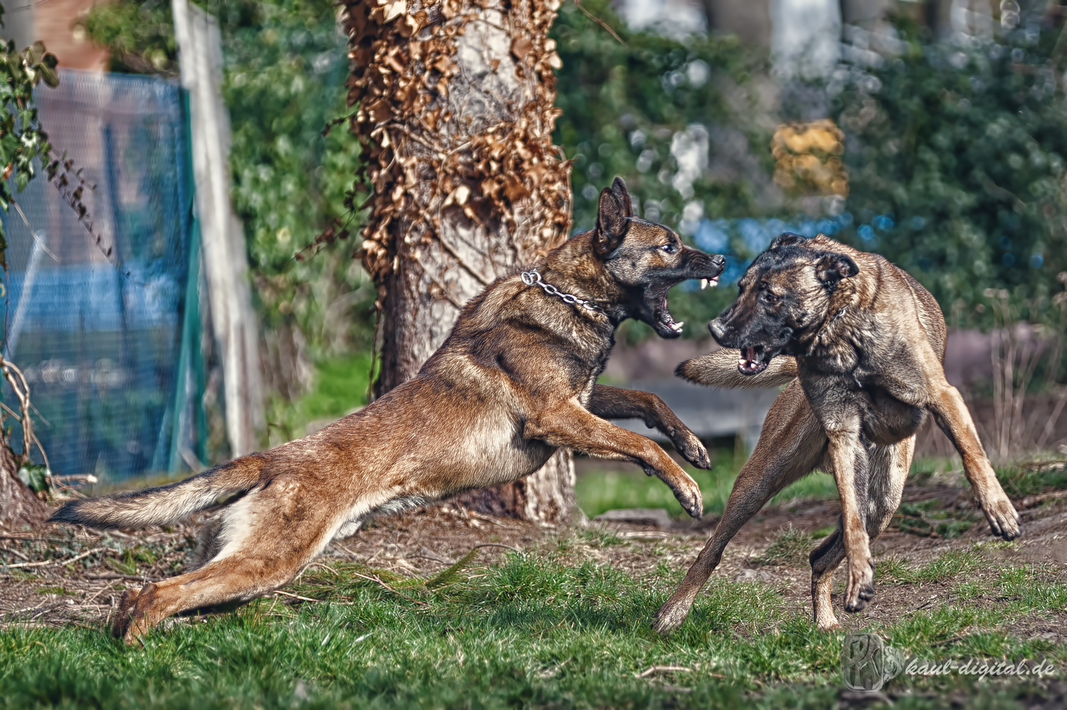 Malinois