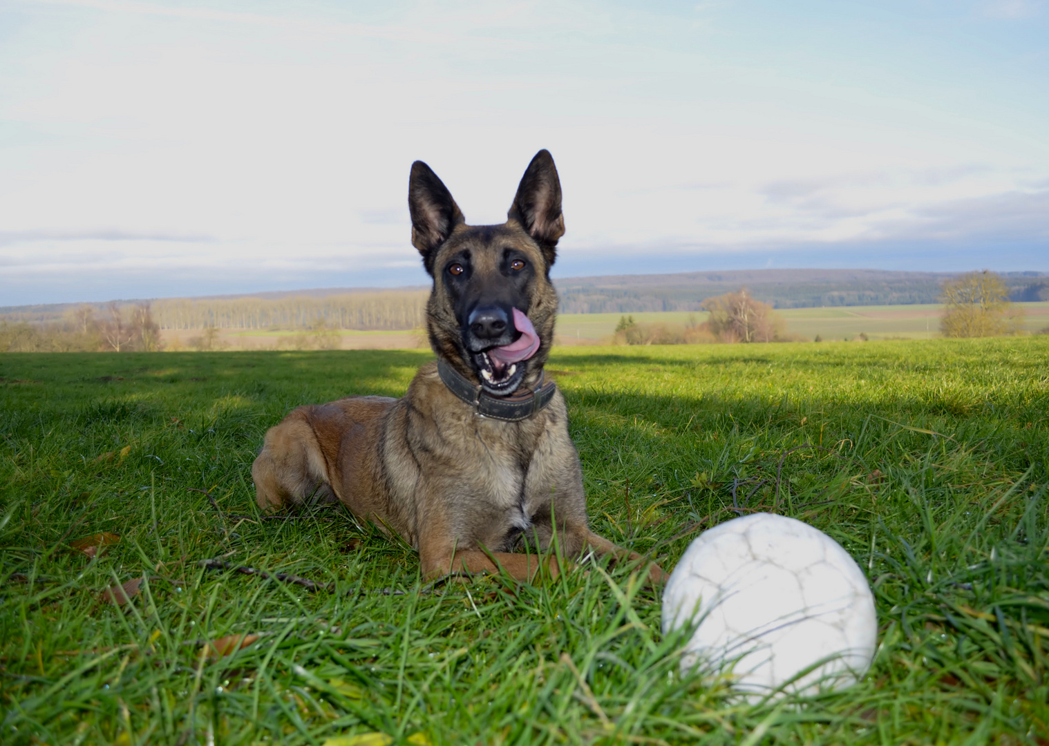 Malinois